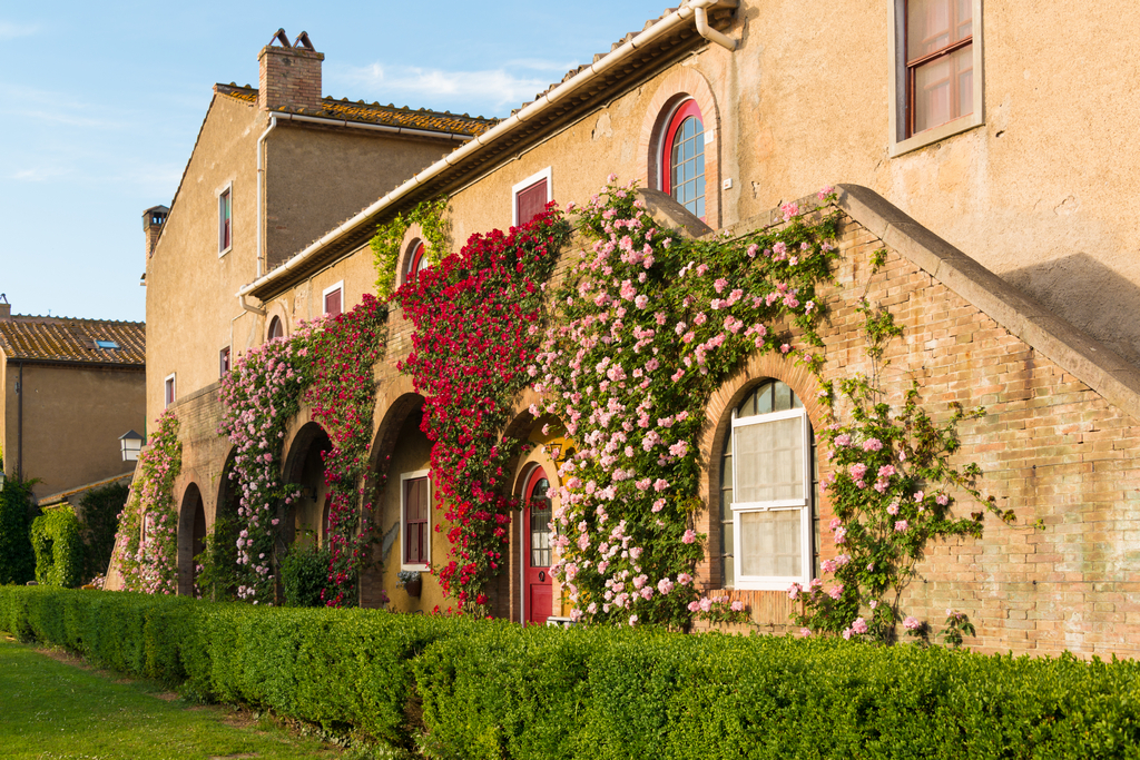 צילום: Shutterstock Tenuta San Guido